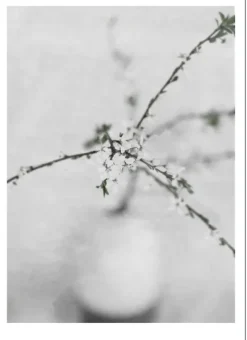 Poster – Natur -Spring Flower 2