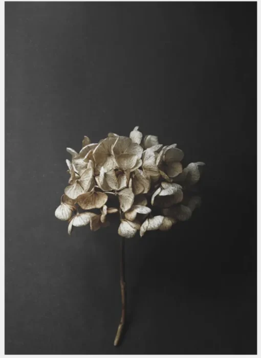 Still Life 04 50 x 70 cm